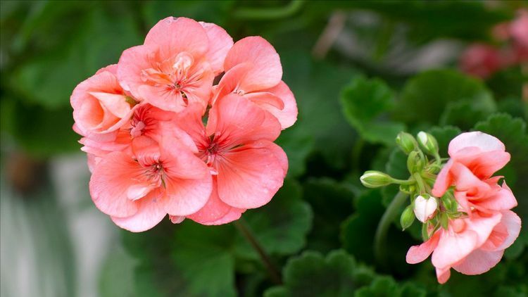 Räddade pelargoner från förr i butiken