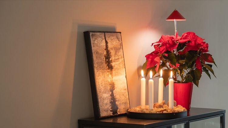 Lucka 17: Julklapp för dina favoritväxter!