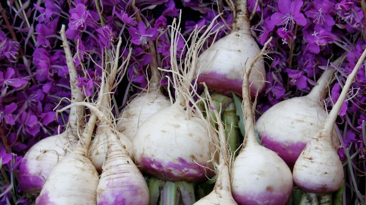 Så odlar du majrova – liten rot med stora minnen