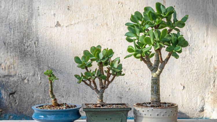 Så lyckas du med ditt paradisträd