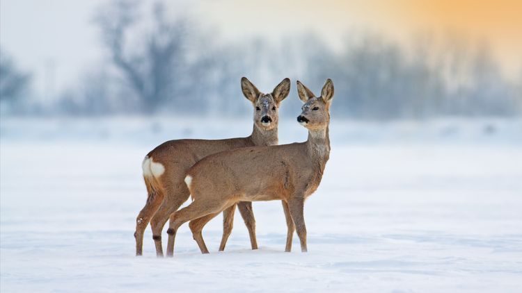 Så kan du hjälpa djuren genom vårvintern