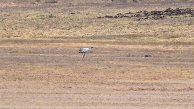 Nu landar de första tranorna vid Hornborgasjön