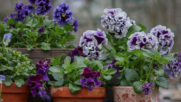 Nya penséer: vågiga, dubbla och hängande sorter du ser i vår