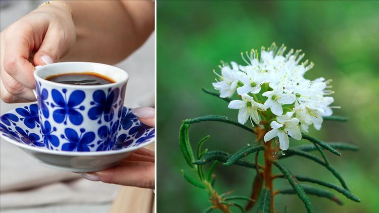 Den giftiga busken bakom Mon Amie – blomman som inspirerade Marianne Westman