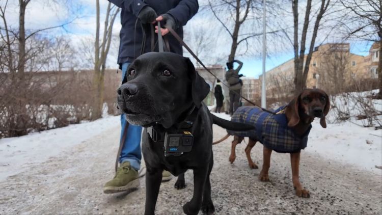Djuren i fokus för tvåårig skräpkampanj