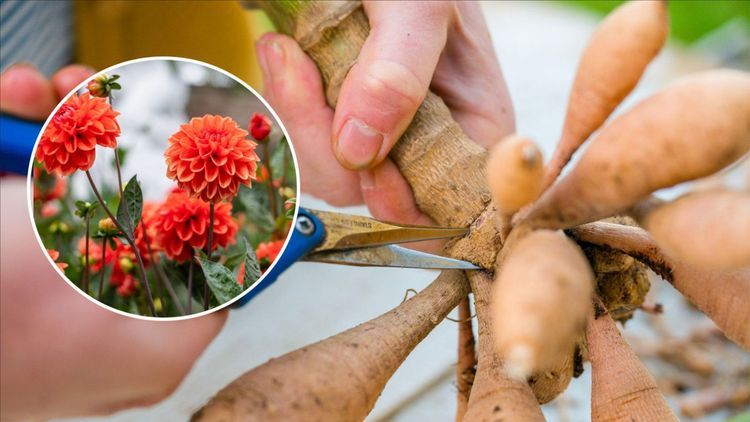 Dags att dela dahliaknölar – så gör du rätt för fler blommor