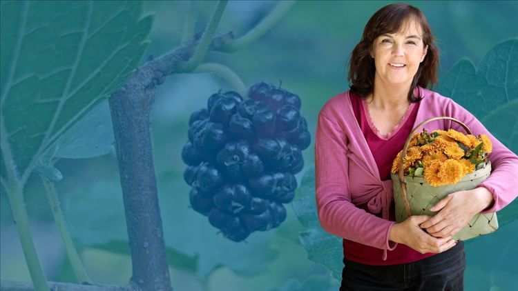 Krönika: Att odla besvikelse i vårt avlångaste land