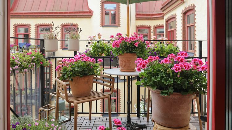 Här är årets pelargon – Hilma