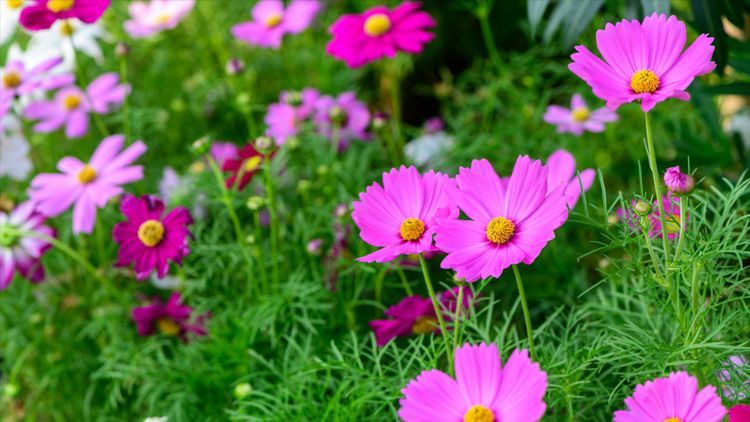 Så odlar du rosenskära – få ett hav av blommor hela sommaren