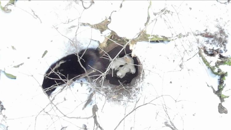 Sällsynt järvfödsel på Kolmården