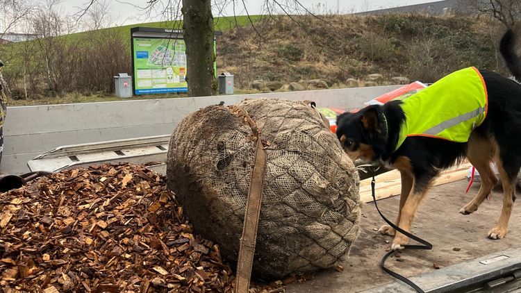 Hundar sätts in mot lövplattmasken i Skåne