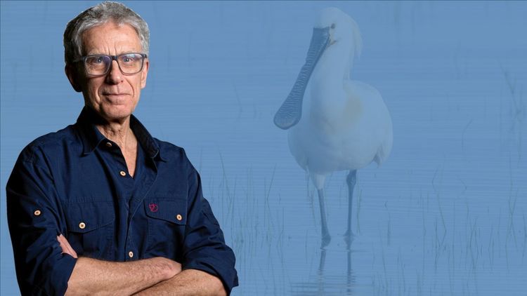 Krönika: Hellre storkar än fästingar