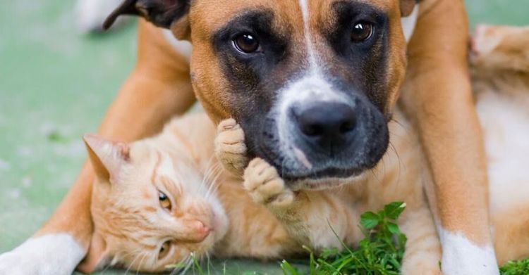 Nya siffror: Allt fler vill jobba med djur!