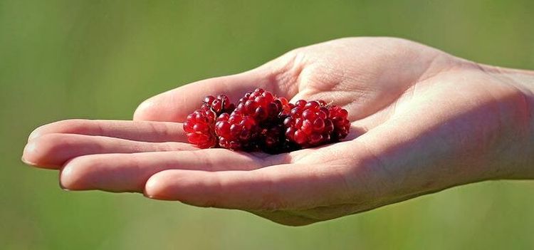 Detta är vårt ”ädlaste bär” - känner du till det?