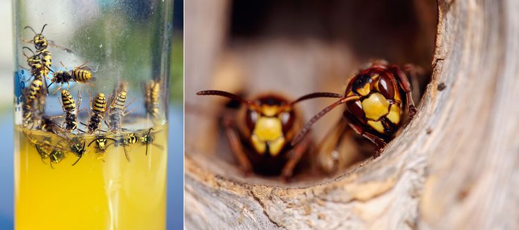 Getingar, du vill inte ha dem i saften eller kakorna. Så här gör du en getingfälla enkelt och snabbt.