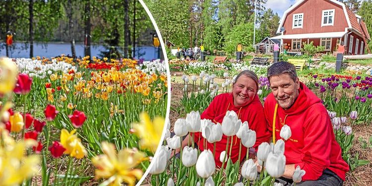 Carolina och Hans har världens nordligaste tulpanodling