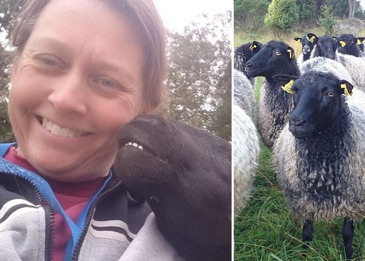 Du som längtar efter får – här är 5 nybörjartips!