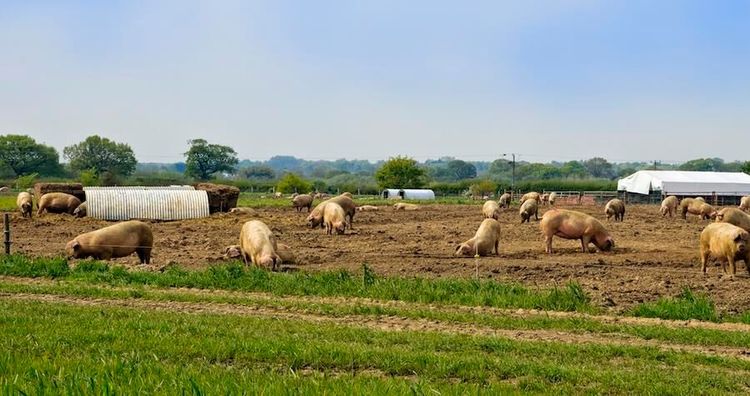 Ny trend: Allt fler grisar och kycklingar ut i det fria!