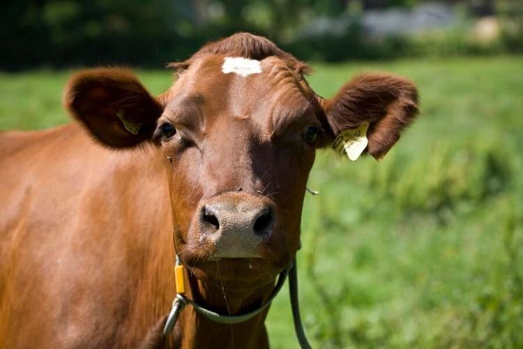 10 blommor som kan försvinna när betet minskar