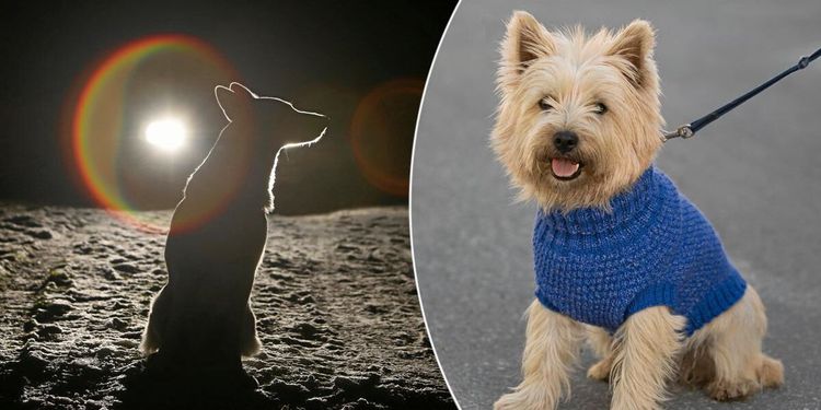Låt hunden synas! Sticka reflextröja till hunden