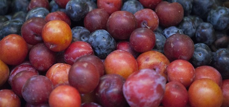 Plommon - allt du behöver veta om plommon