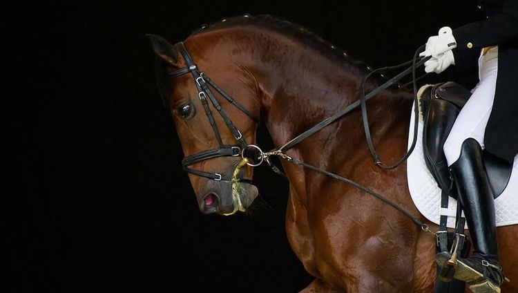 Ridvärlden ryter till om ridning som friskvård