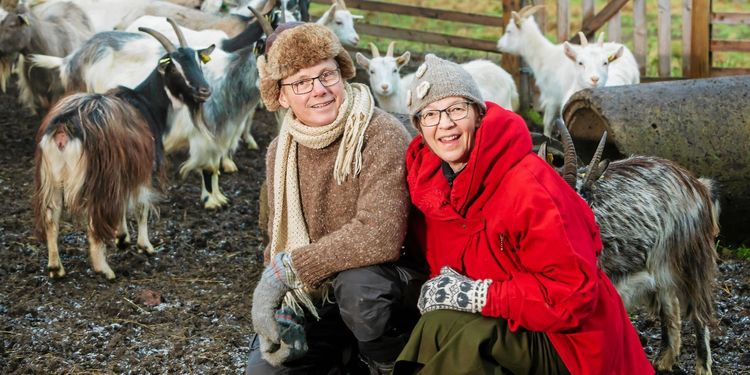 Knut och Jaana gör succé med getter och ost i Kalix