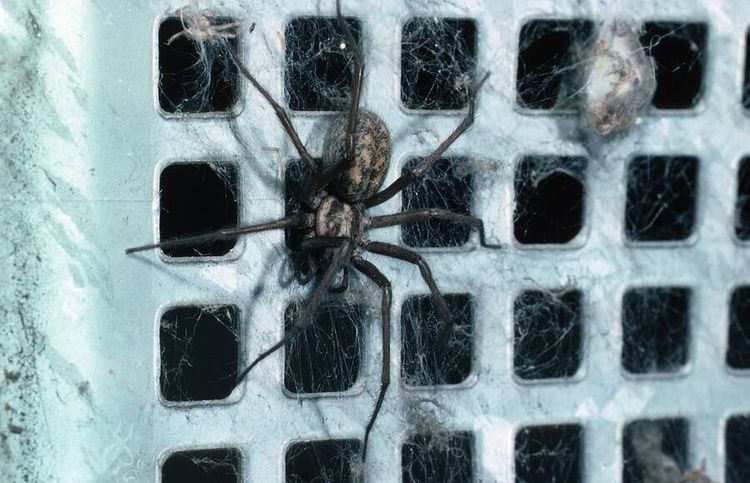 Därför har du mycket spindlar hemma och så håller du dem borta