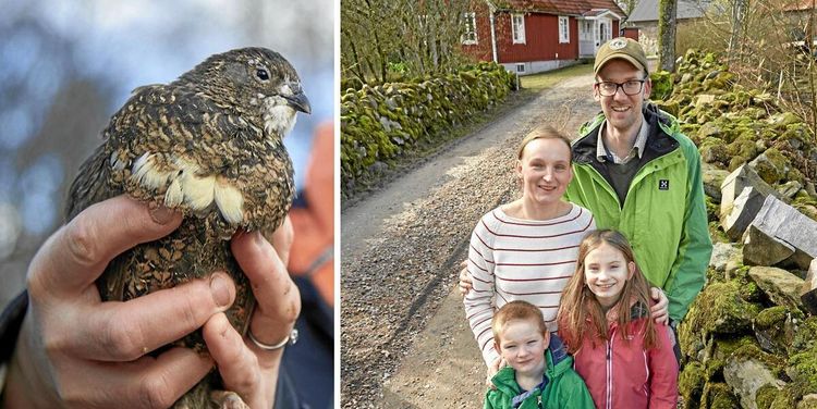Karolina och Victor vågade satsa på vakteluppfödning: ”Blev förälskad i tupparnas läten”
