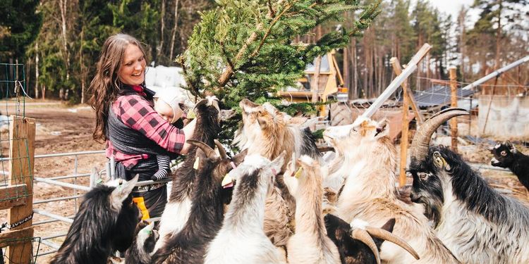 Lina Englund driver getgård: ”Jag började med två getter från Blocket”