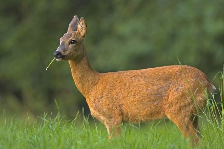 Dags att tänka om - Rådjuret SKYDDAR dig mot borrelia