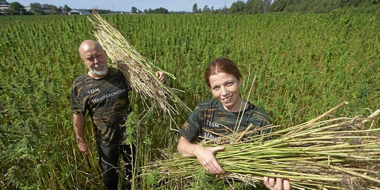 Robert och Jeanette odlar miljövänligt byggmaterial – hampa!