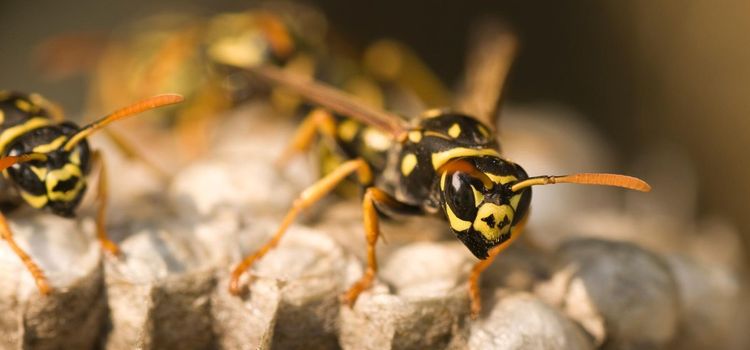 Smarta tips för att hålla getingarna borta