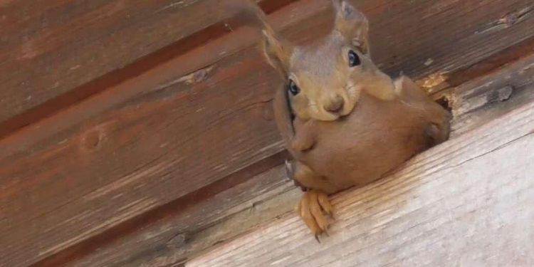 Kolla in söta filmen: Här flyttar ekorr-mamman sina ungar från boet