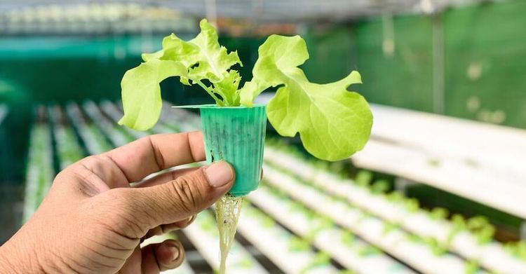 Så odlar du egen sallad - 3 smarta tips