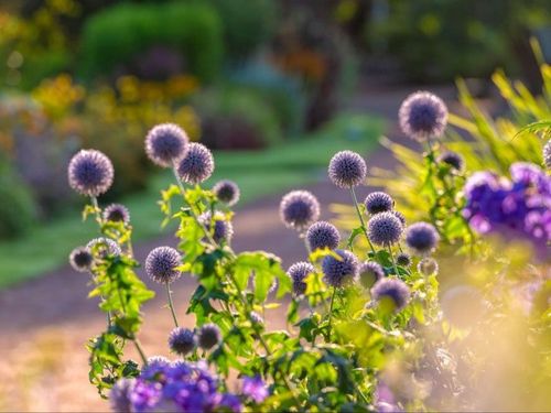 Anmälan öppnar till Öppen Trädgård 2024