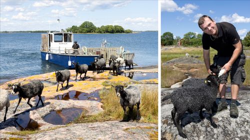 Här tar fåren färjan till sommarbetet