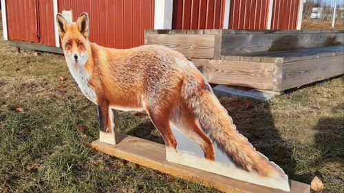 Rävskyltar skrämmer kanadagäss i Lessebo