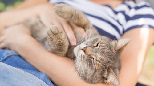 Ny forskning: Inga tecken på att katt hemma försämrar barns astma