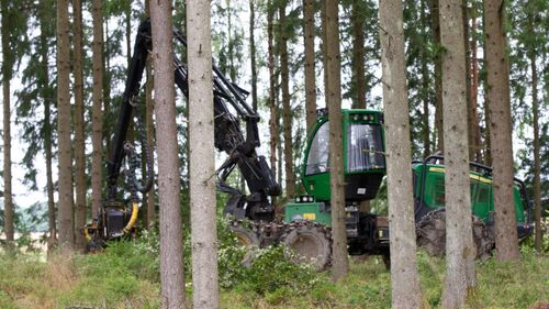 Miljöpartiets begränsningar skulle påverka skogsägares lönsamhet