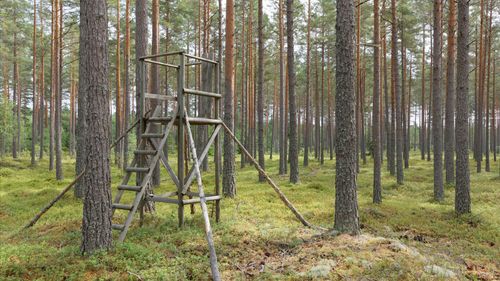 Trenden fortsätter: Allt färre svenskar löser jaktkort