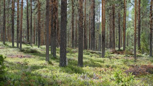 Sverige måste bli bättre på att säkra äganderätten