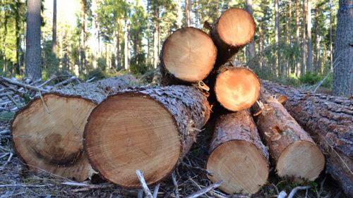 Varifrån kommer alla experter på skogen?