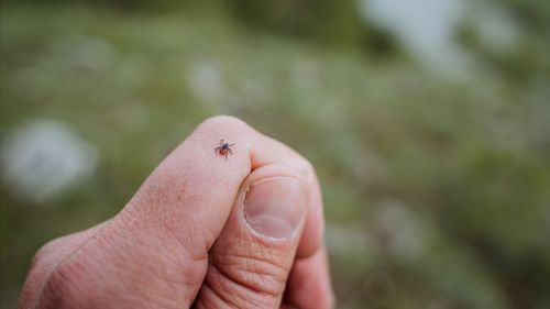 För få lantbrukare vaccinerar sig mot TBE