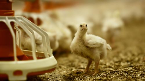 Kycklingproducenter bygger egen foderfabrik