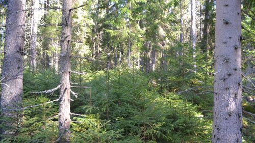 Sunt förnuft förlorat i Sverige