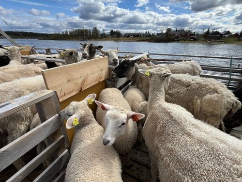 Fårföreningens mål – att få Tornedalen att blomstra