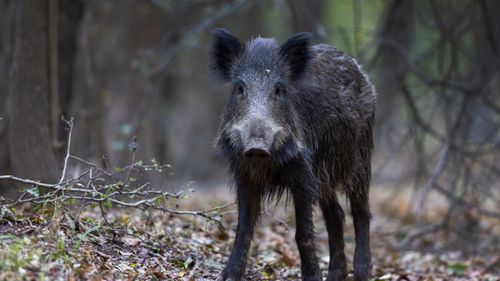 Fler smittade vildsvin i Finland