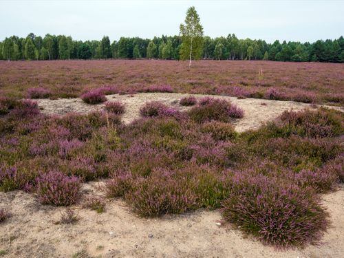 Skogen kräver både framåt- och bakåtblick
