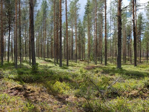 Här har skogspriserna stigit mest